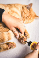 BALLISTOL Animal Tierpflegeöl (verschiedene Ausführungen)